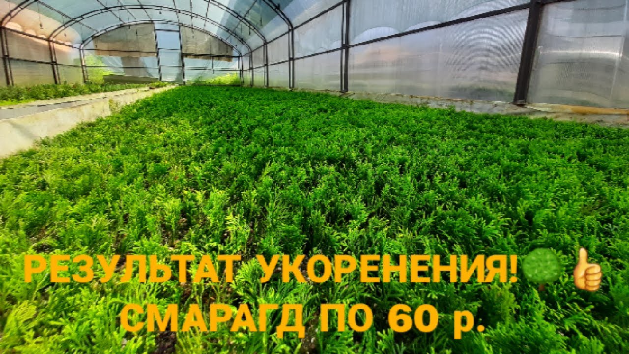 🌳Результат укоренения черенков декоративных растений 15.07.2022. Продажа туи смарагд!🌳👍