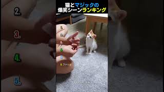 猫とマジックの爆笑シーンランキング😹TOP6