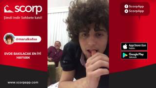 En Sevilen Marul Kafa Scorplari