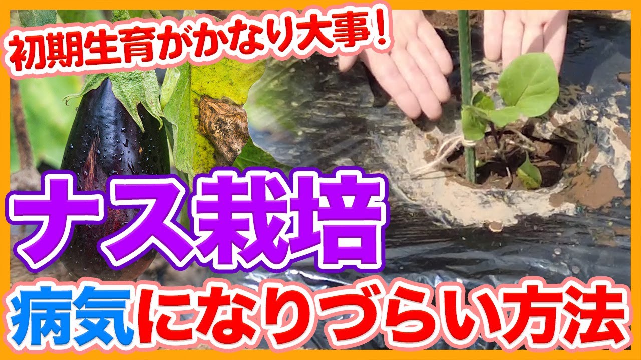 家庭菜園や農園のナス栽培は初期生育が超重要！病気になりにくいナスの