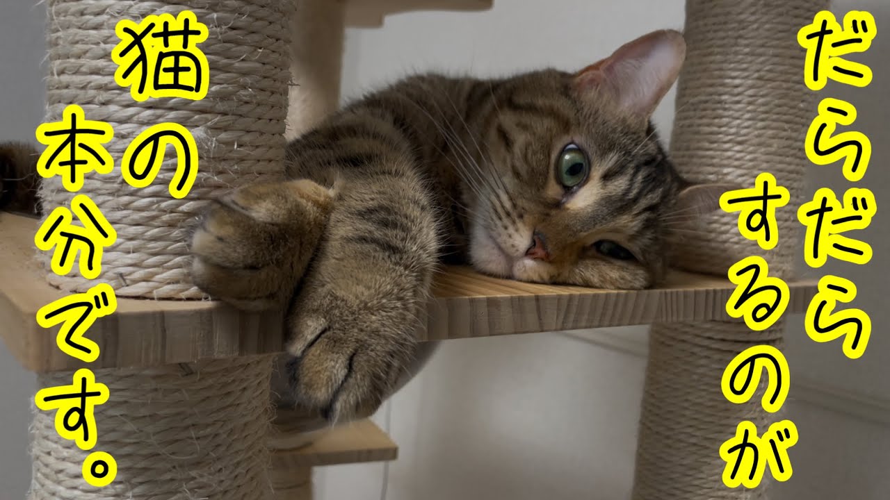 だらだら過ごしている姿が可愛い猫がこちらw - YouTube