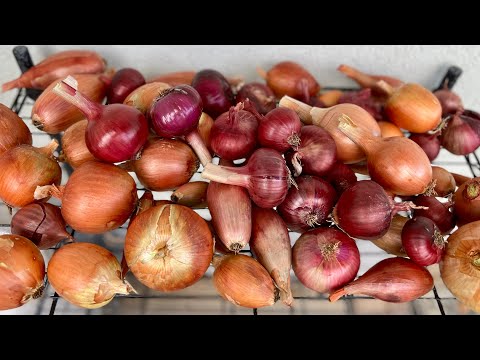 Video: Jokių svogūnų svogūnėlių – kaip priversti svogūnus suformuoti svogūnėlį