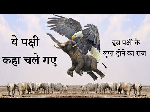 वीडियो: ऑस्ट्रेलियाई शुतुरमुर्ग: फोटो, विवरण और आवास