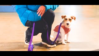 Dog Training, Oliver, Jack Russell, Day 8: Riverwalk Shop | Directional Place  Play | McCaysville GA by Sit Up N Listen Dog Training 22 views 3 months ago 17 minutes