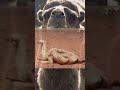 يطعم الجمل الحي سما من أجل العيلج يطعم الجمل الحي سما من أجل العيلج