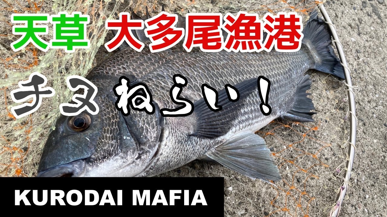 【天草】大多尾漁港　チヌ狙いで目標達成！