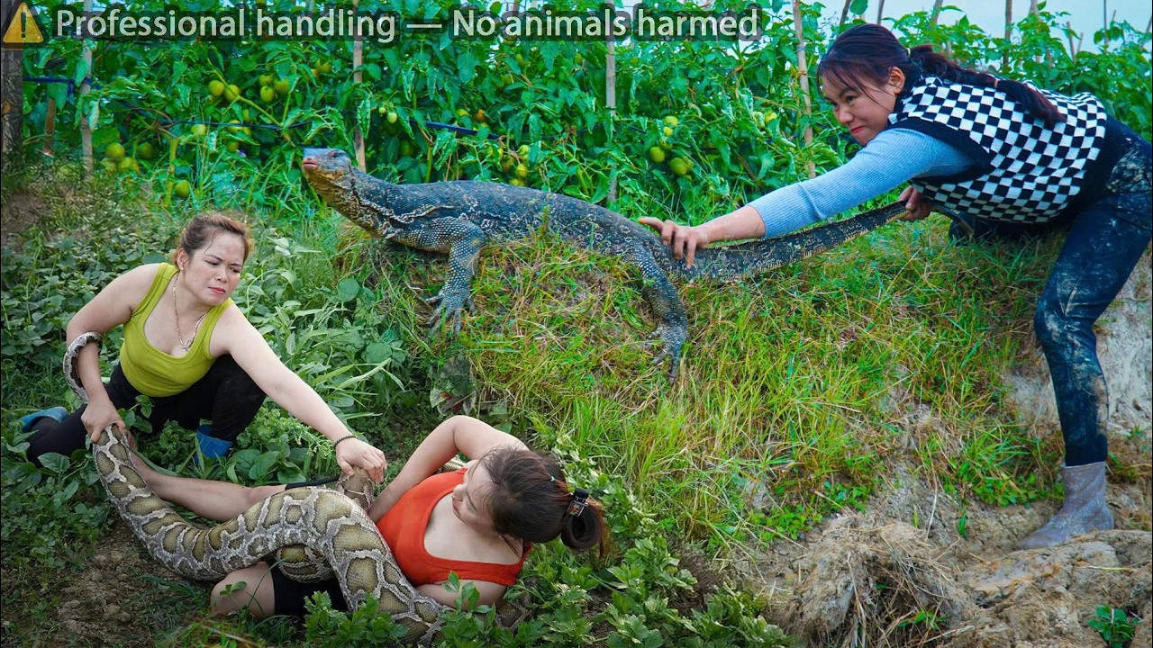 72 hours of terror: Giant Python & Komodo Dragon Invade — Girl Rescued