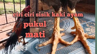 CIRI CIRI SISIK AYAM PUKUL MATI