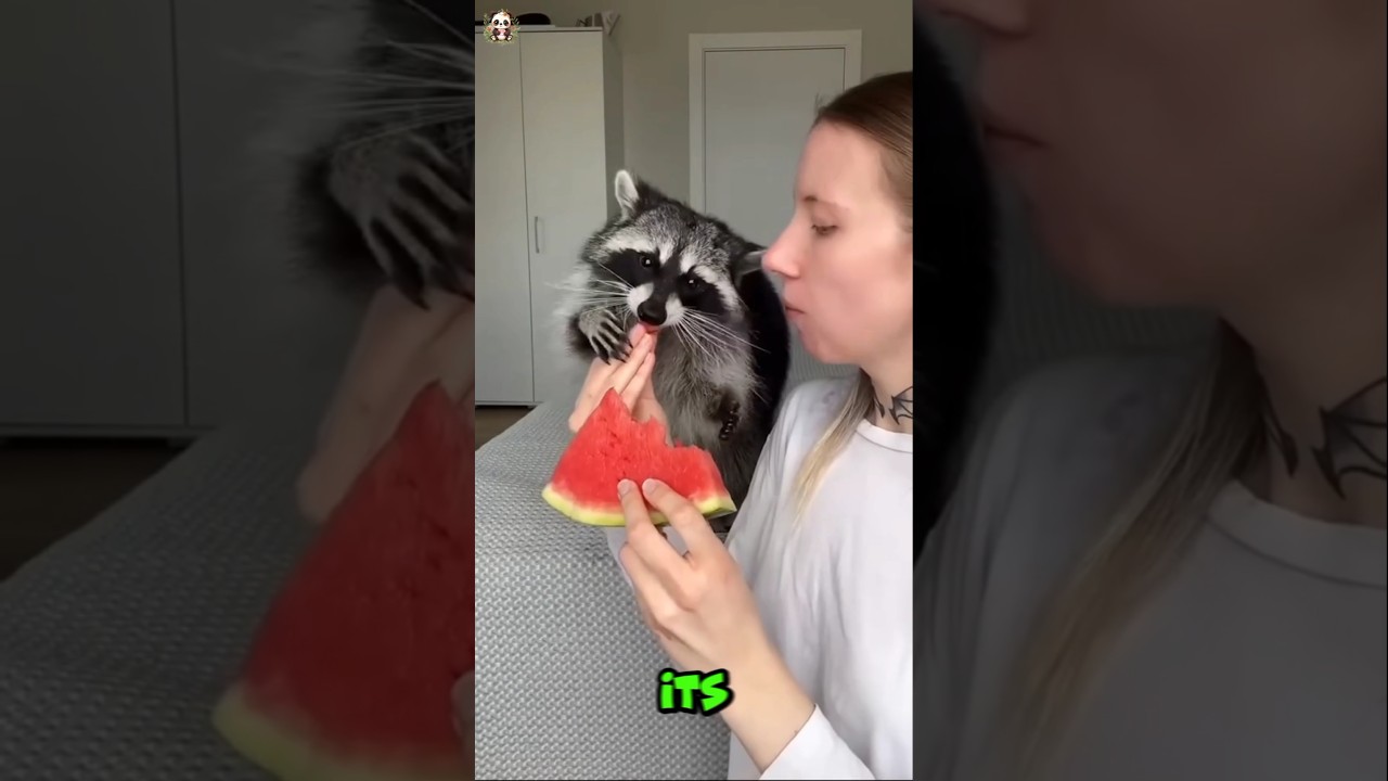 Helping a Hungry Raccoon Asking for Food.