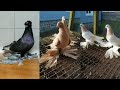 Голуби красавцы. Желтые. Белые. Чины. Двухчубые голуби. Tauben. Pigeons