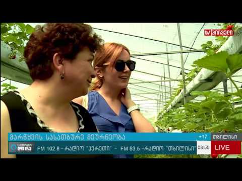 მარწყვის სასათბურე მეურნეობა ლაგოდეხში