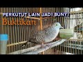 Suara Perkutut Lokal Ini Bagus Buat Pancingan Mp3 - Mp4 Download