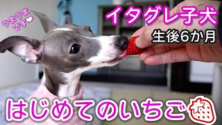 【イタグレ】生後6か月になりました！はじめてのいちご