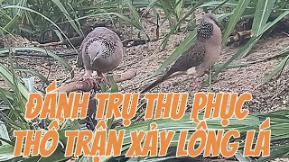 cu gáy bảy đấu đánh trụ thu phục thổ trận xảy lồng lá