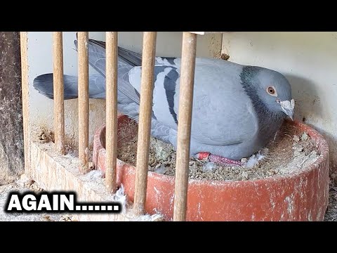 So MUCH Pigeon Breeding!