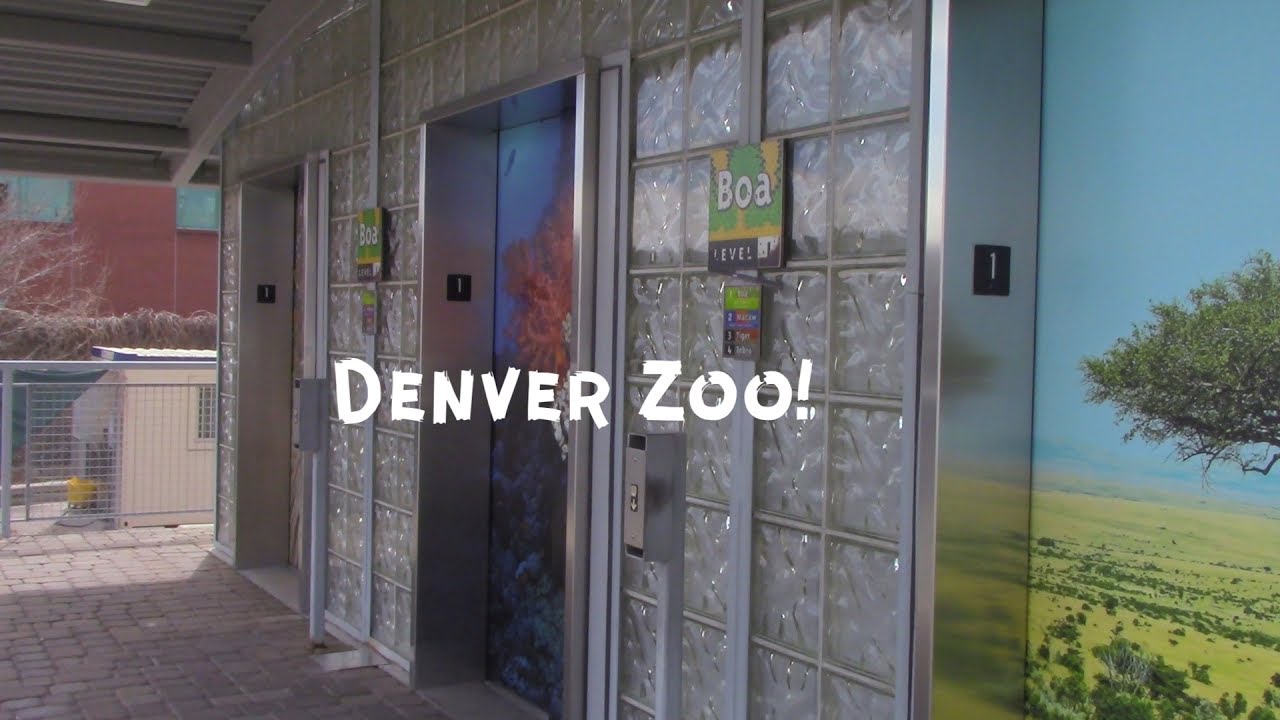 2001 ThyssenKrupp Hydraulic Elevators Denver Zoo, Denver, CO YouTube