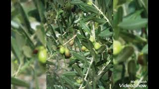 Maajabu makubwa ya majani ya mzaituni  255763220257