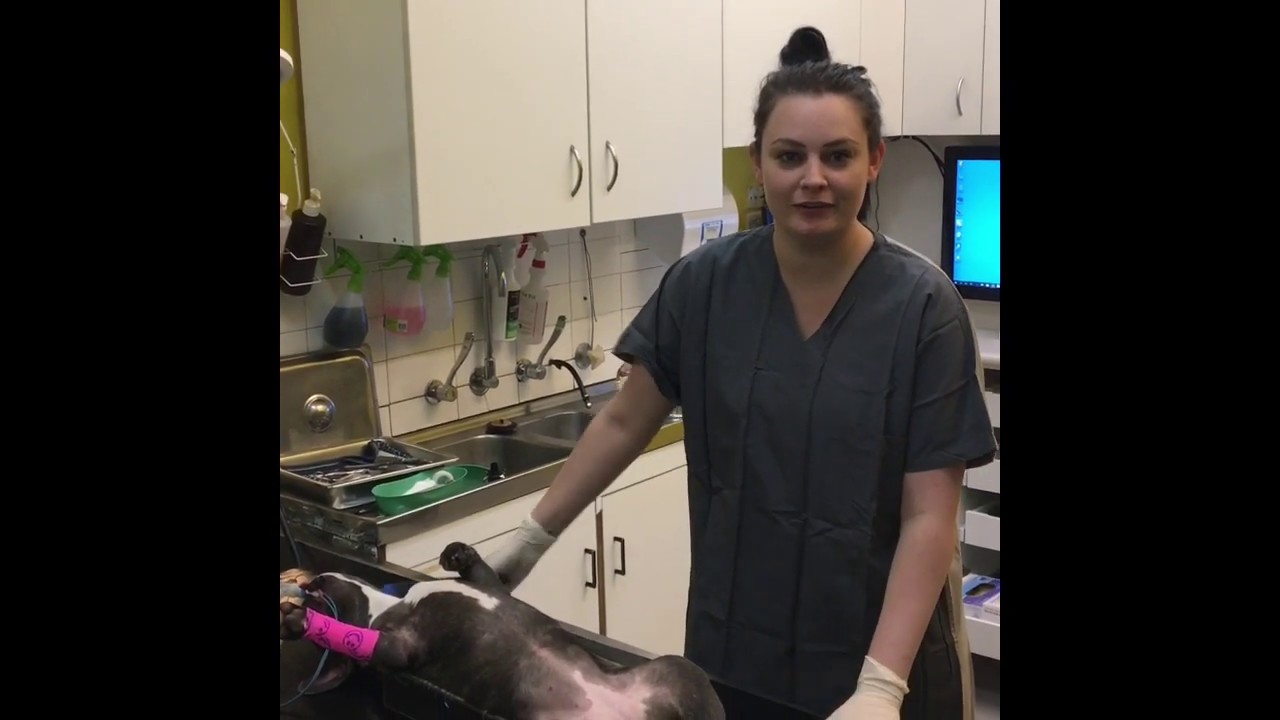 Preparing an animal for surgery YouTube