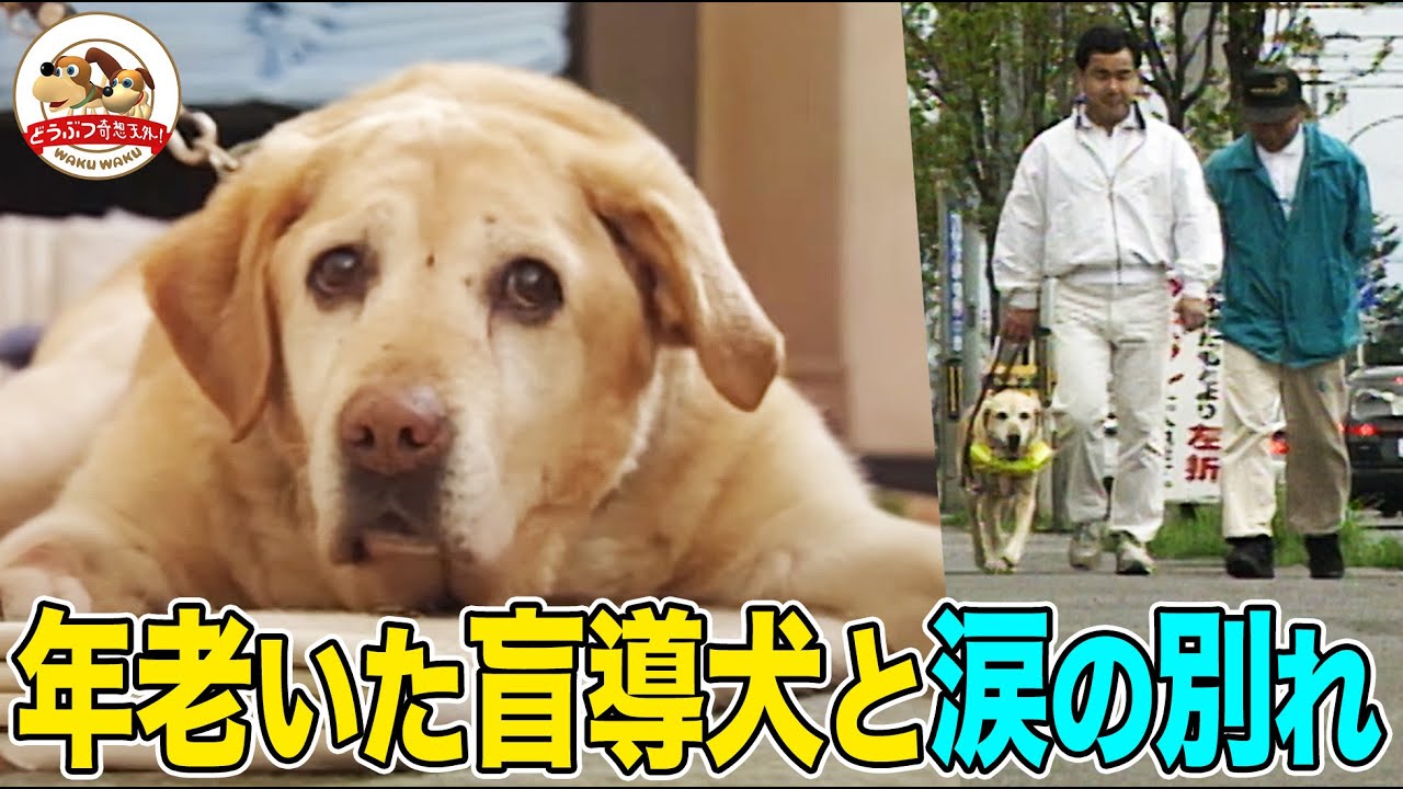 【涙が止まらない】11年共に歩いた盲導犬ミッキーとの別れ そして希望の出会い（小島一慶ナレーション復刻版）【どうぶつ奇想天外／WAKUWAKU】