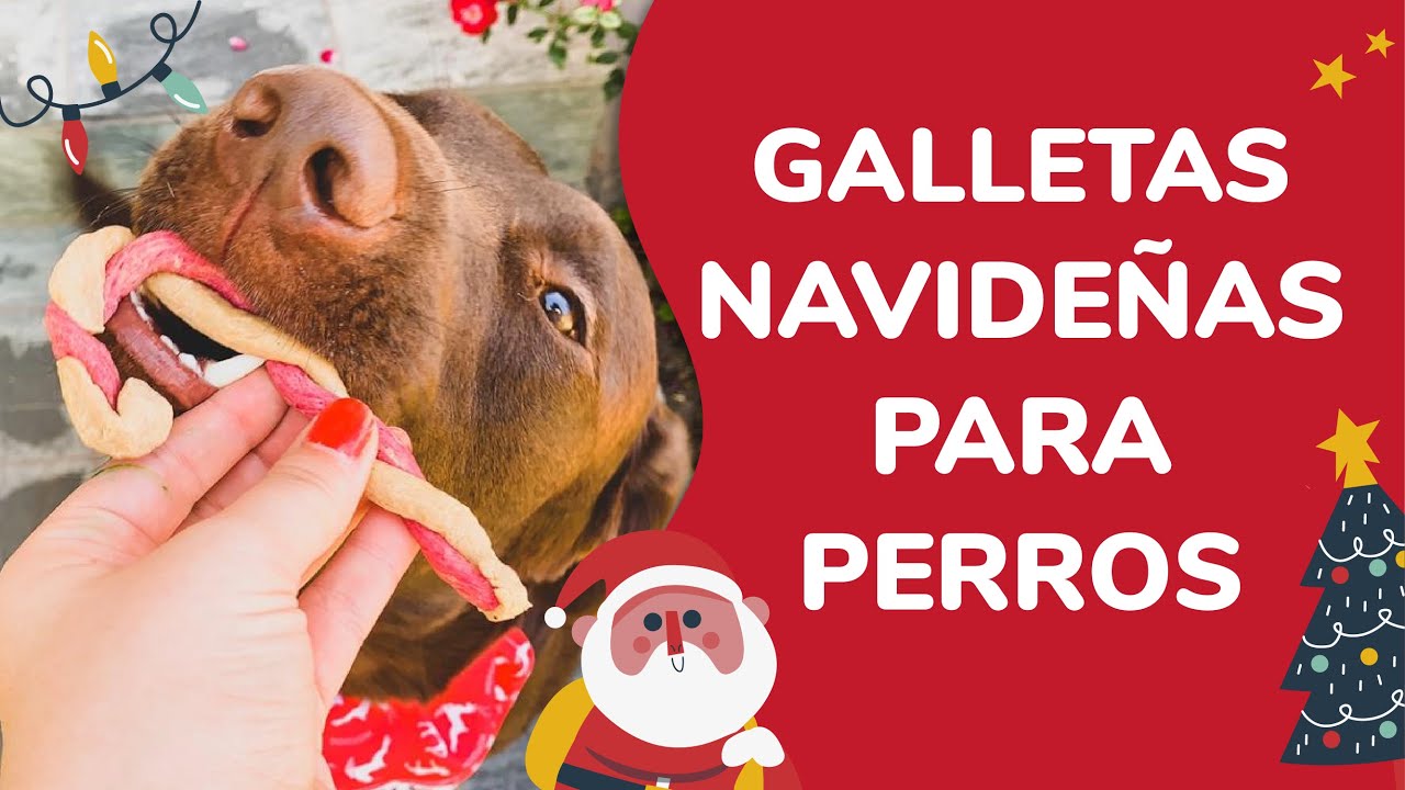 GALLETAS NAVIDEÑAS PARA PERROS SUPER FACIL | RECETAS PARA PERROS