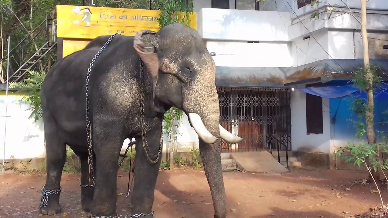 uthralikkavu pooram 2018 / elephants uthralikkavu pooram 2018 / elephants