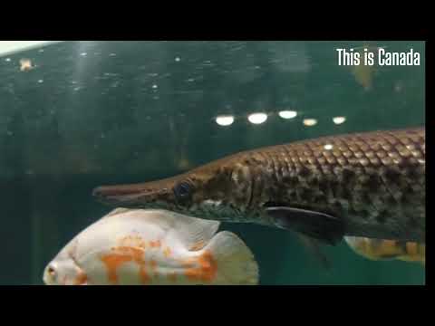 Did the Alligator gar fish make a U-turn? 