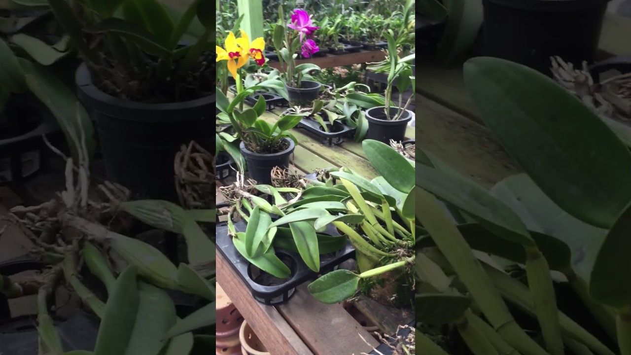 Taman Orchid Sungai Buloh Youtube