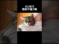 父と母で態度が違う猫【元野良猫ピースケ】 #shorts #初老夫婦とねこ #元野良猫 #ピースケ