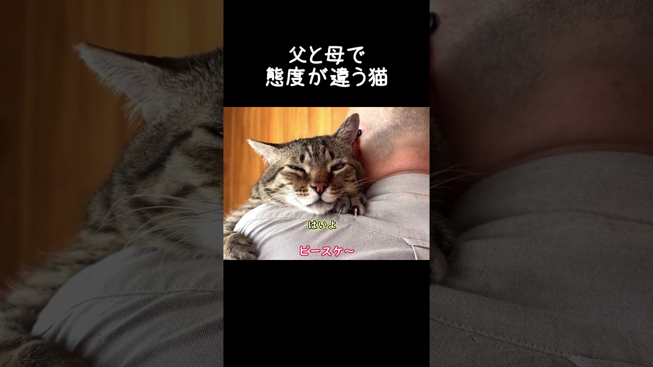 父と母で態度が違う猫【元野良猫ピースケ】 #shorts #初老夫婦とねこ #元野良猫 #ピースケ