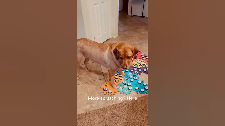 WHY is my TALKING DOG MAD and SAD??  #shorts #dogshorts #talkingdog #smartdog