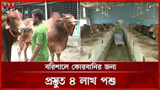 কোরবানি ঈদ ঘিরে খামারে খামারে শেষ মুহূর্তের ব্যস্ততা | Qurbani cow | Barishal | Somoy TV