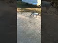 pyari meyaoo😼😺🐱