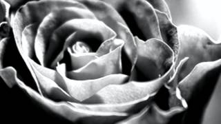 The wounded  - The art of grief