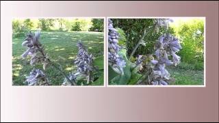 Gartenimpressionen