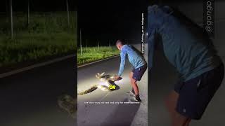 This Firefighter Faced a Giant Python 😮 #shorts (@gongo_fishing_pr)