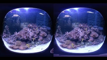 Insta360 Evo VR Video | 180-degree test samples