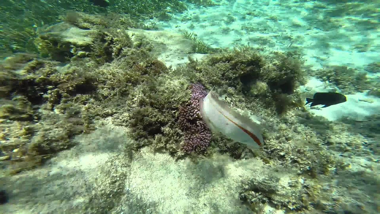 Rottnest snorkel YouTube