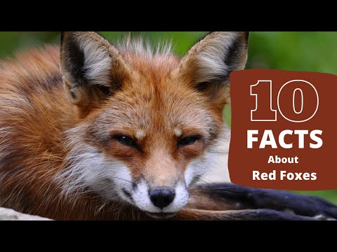Video: Red Fox: Interesting Features
