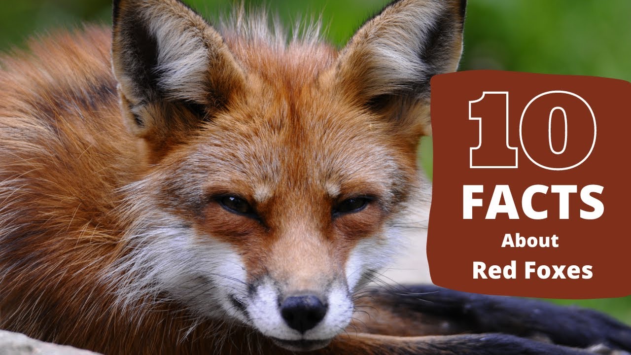 Fox facts. Facts about Fox. Interesting facts about Foxes. About Foxes 5 класс. These are foxes