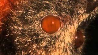 Dramatic Fruit Bat by FuzzyBeastStudio 1,138 views 13 years ago 31 seconds