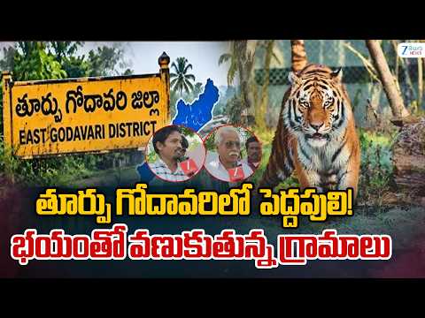 Tiger Spotted in East Godavari! Villages on High Alert  | తూర్పు గోదావరిలో పెద్దపులి! |  ZEE News - ZEE24TELUGUNEWS