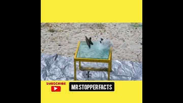 Amazing experiment || Anvil🔨 vs Bulletproof🔮 glass 😱 by @How ridiculous || experiment shot #shorts