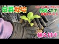【白菜植え付け編】長ネギと植えるとどうなる？虫よけ効果を実験スタート！　家庭菜園mimi日記2025#6