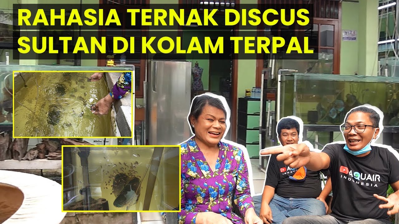 BERTERNAK DISCUS JUTA-AN DI KOLAM TERPAL?? DI BONGKAR RAHASIANYA GUYS!!!! GOKSS!!!!