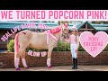 WE TURNED POPCORN PINK!! PONY DRESSING UP * HORSE MAKEOVER *