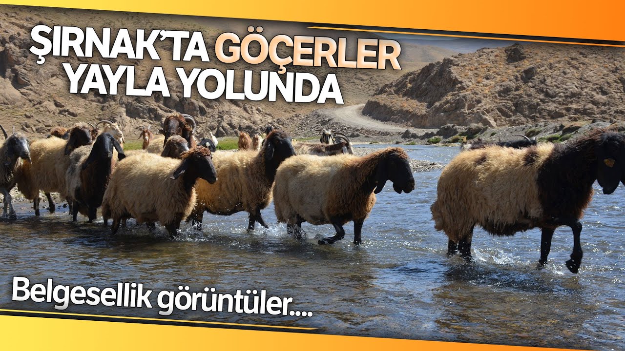 Beytüşşebap'ta Koyun Sürülerinin Yayla Yolculuğu