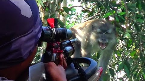 Sadis ‼️ tembak mati monyet liar// Berburu kera liar