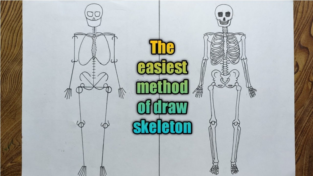 human skeleton diagram  how to draw human skeleton drawing easy  YouTube