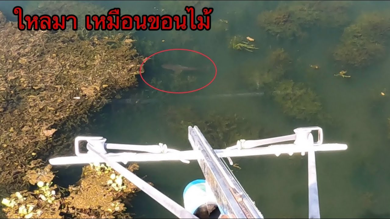 ใช้โดรนส่อง เจออาณาจักรปลาชะโด และปลานิลใหญ่ ภาพสวยมากเห็นตัวปลาชัดแจ๋วแจ