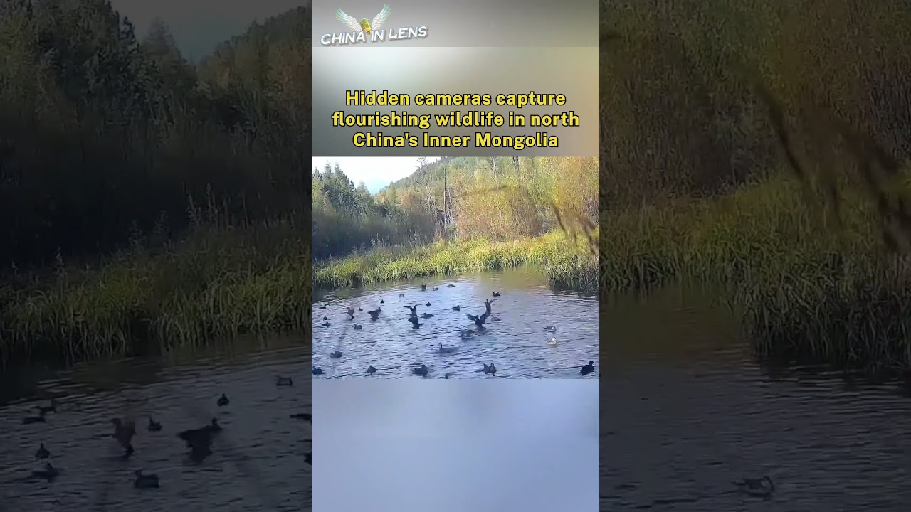 Скрытые камеры запечатлели буйство дикой природы во Внутренней Монголии на севере Китая.